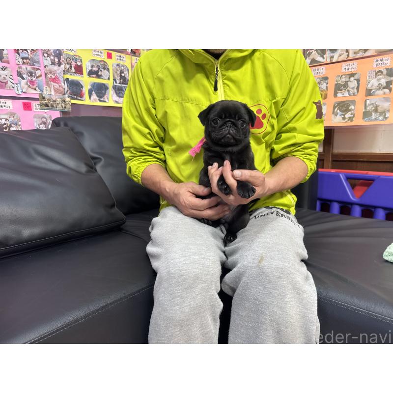 商談中の岐阜県のパグ-432076の2枚目