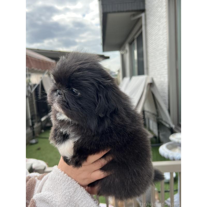 成約済の岡山県のペキニーズ-433335の21枚目