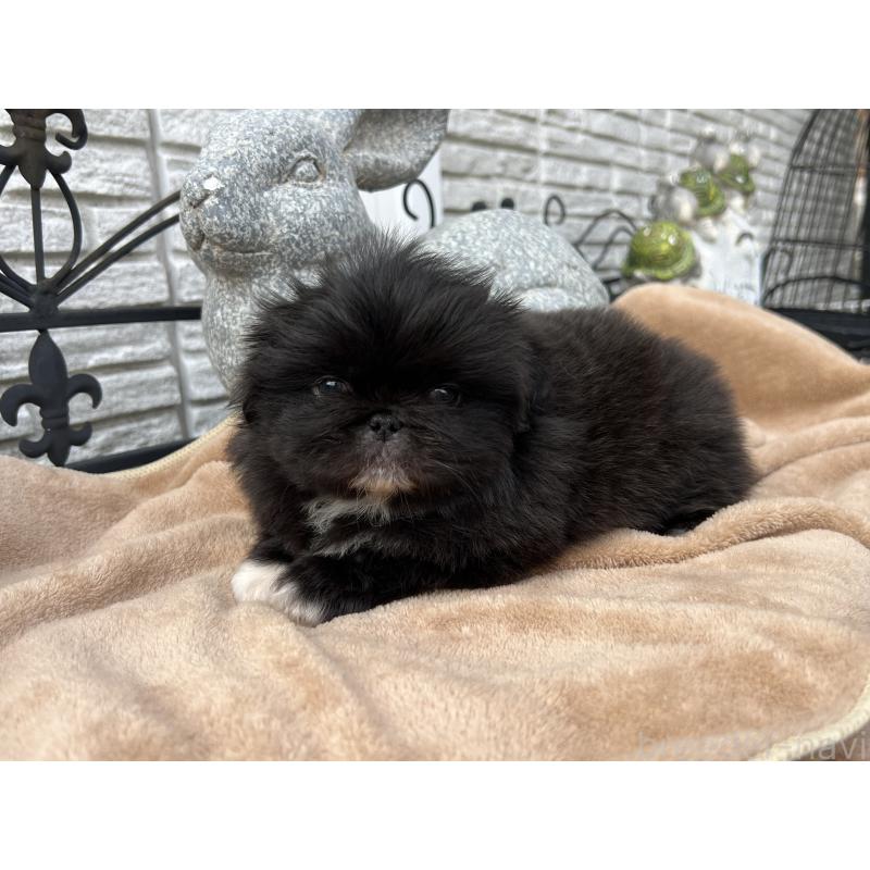 成約済の岡山県のペキニーズ-433335の20枚目