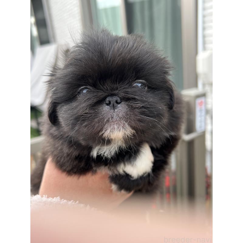 成約済の岡山県のペキニーズ-433335の19枚目