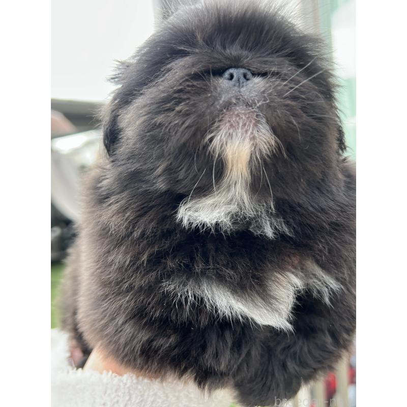 成約済の岡山県のペキニーズ-433335の17枚目