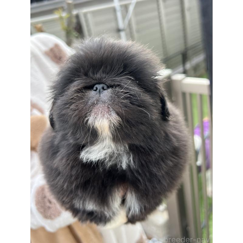 成約済の岡山県のペキニーズ-433335の16枚目