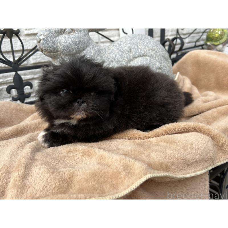 成約済の岡山県のペキニーズ-433335の15枚目