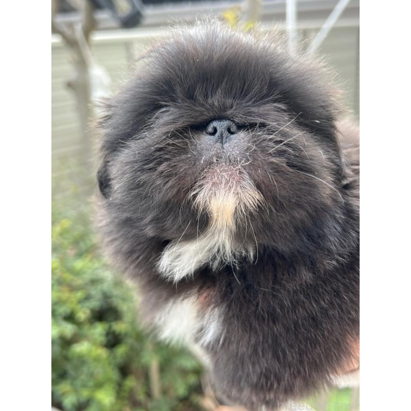 成約済の岡山県のペキニーズ-433335の14枚目