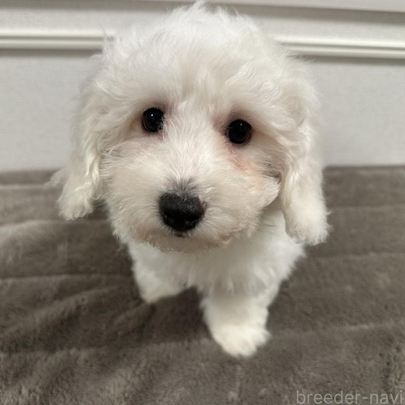 商談中の滋賀県のビションフリーゼ-428033の3枚目