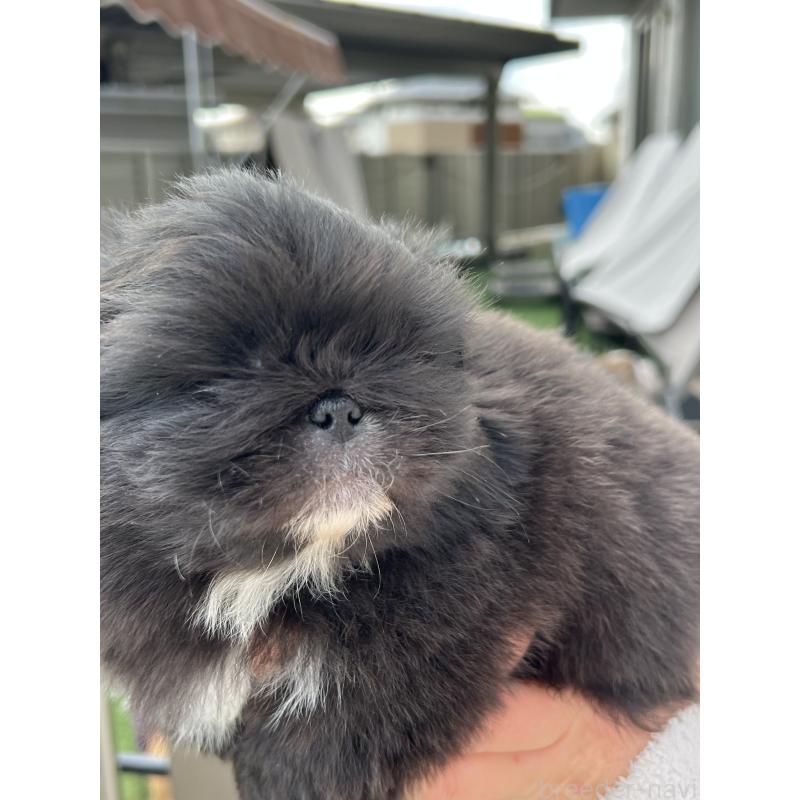 成約済の岡山県のペキニーズ-433335の11枚目