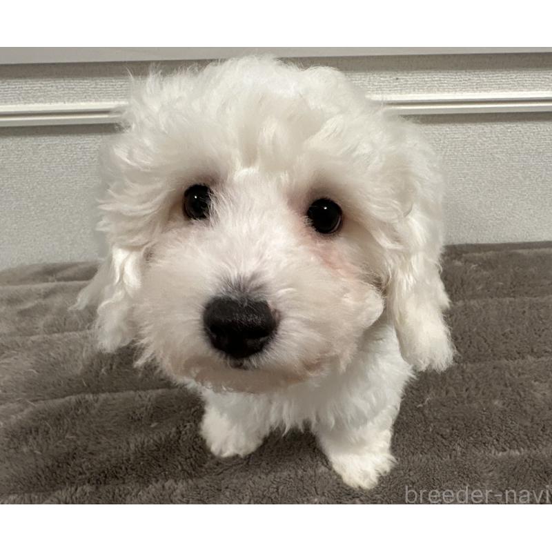 商談中の滋賀県のビションフリーゼ-428033の2枚目