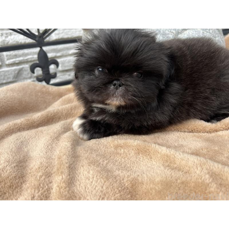 成約済の岡山県のペキニーズ-433335の10枚目