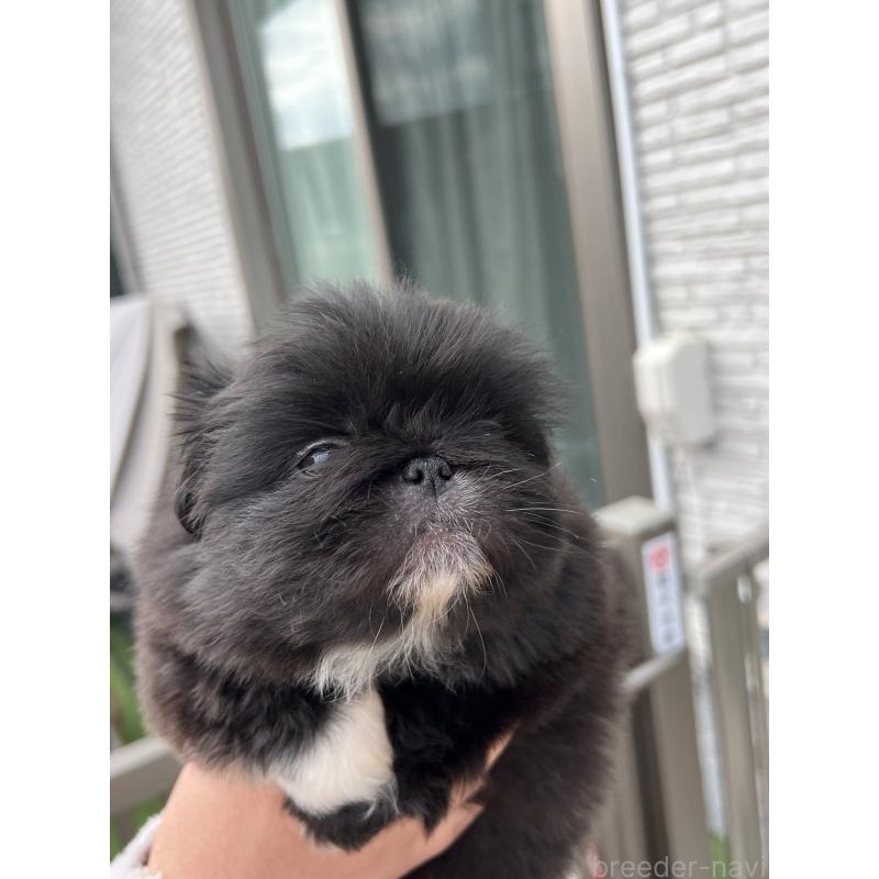 成約済の岡山県のペキニーズ-433335の8枚目