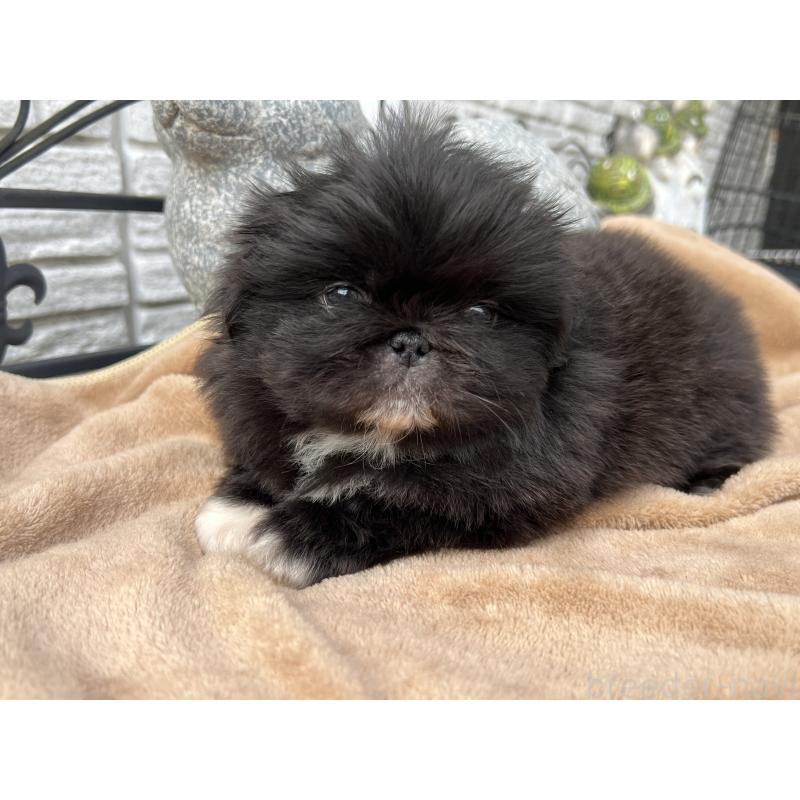 成約済の岡山県のペキニーズ-433335の6枚目