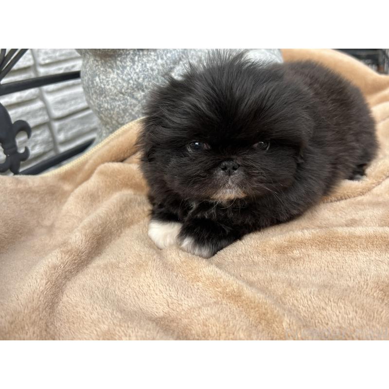 成約済の岡山県のペキニーズ-433335の5枚目