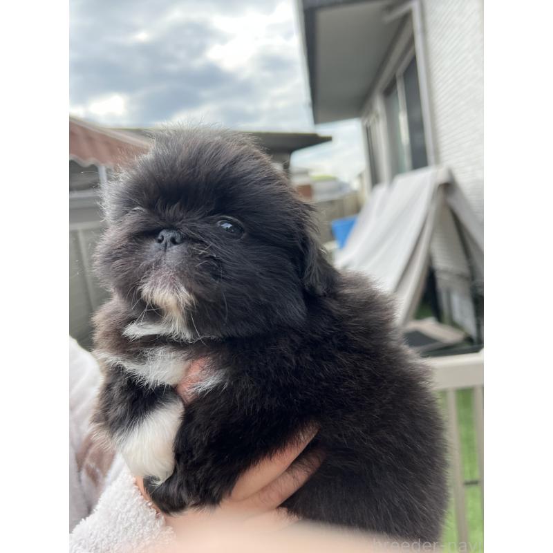 成約済の岡山県のペキニーズ-433335の4枚目