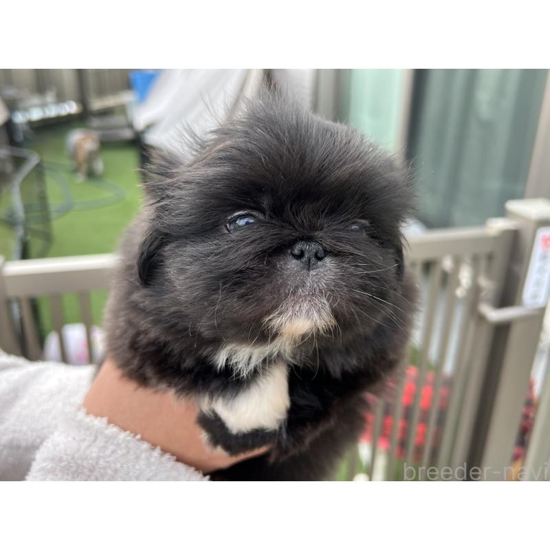 成約済の岡山県のペキニーズ-433335の2枚目