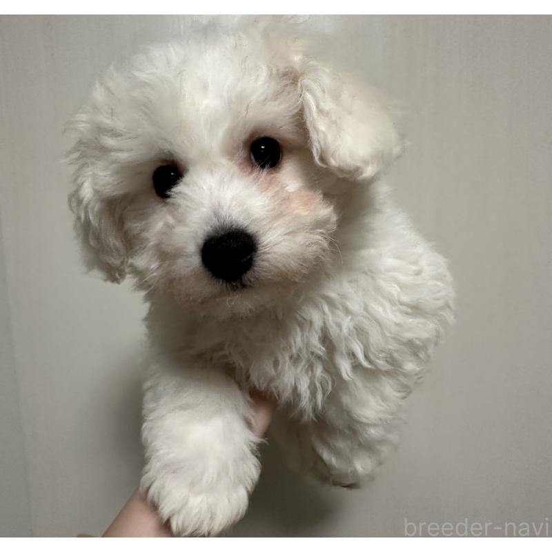 販売中の滋賀県のビションフリーゼ-428035の5枚目