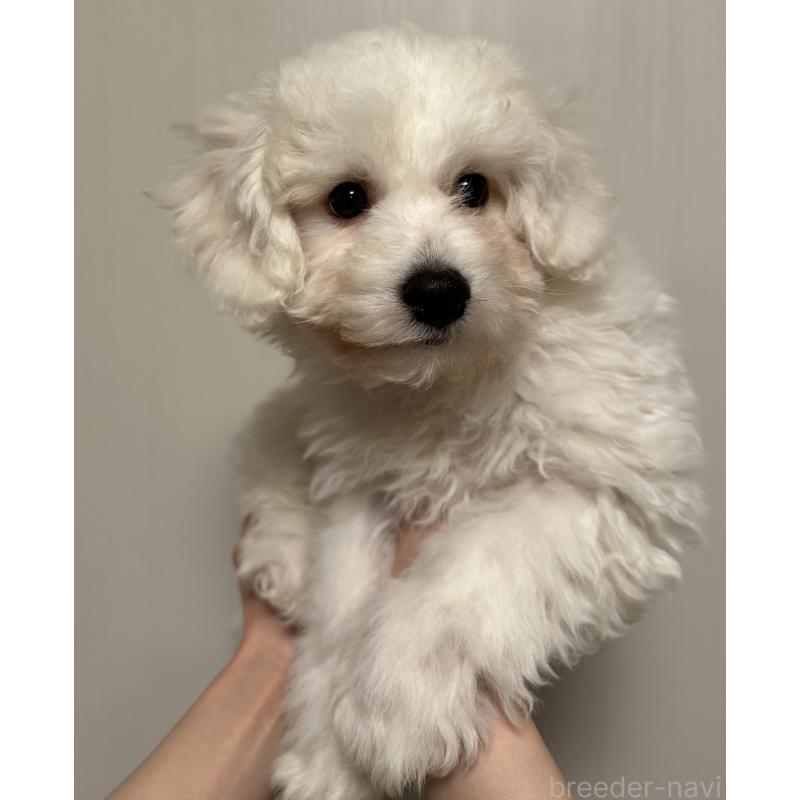 販売中の滋賀県のビションフリーゼ-428035の4枚目