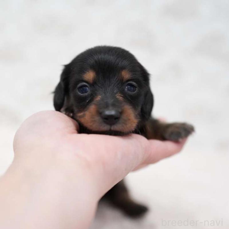 販売中の埼玉県のミニチュアダックスフンド(ロングヘアード)-438327の1枚目