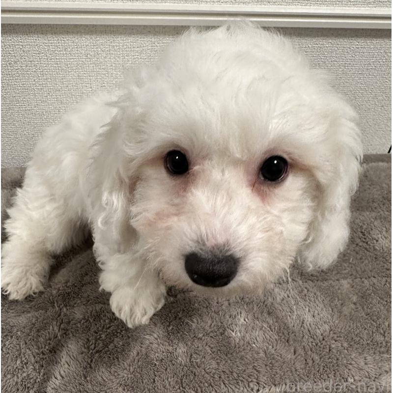 販売中の滋賀県のビションフリーゼ-428034の5枚目