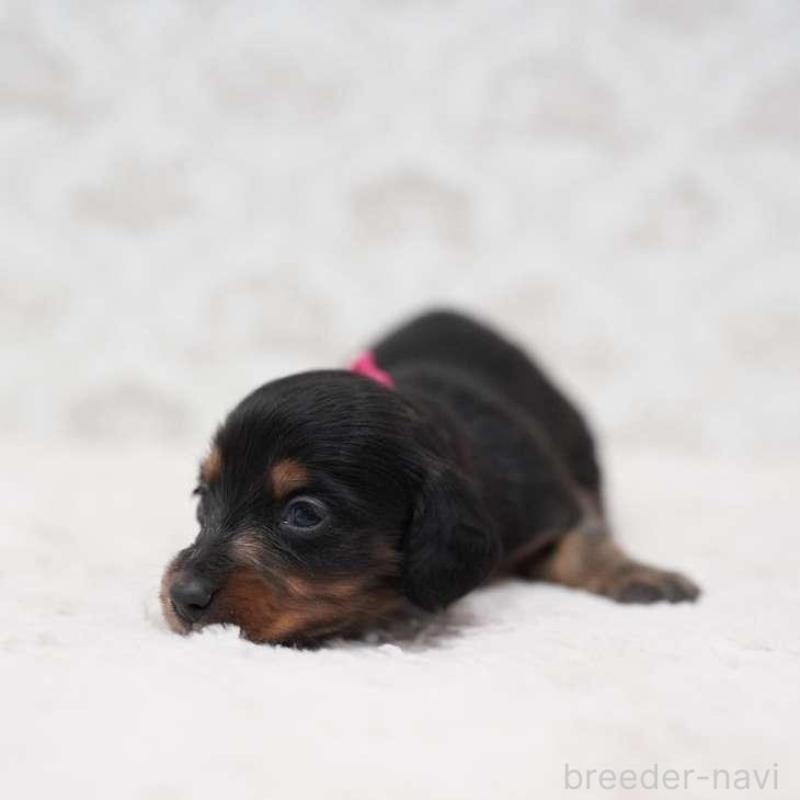 販売中の埼玉県のミニチュアダックスフンド(ロングヘアード)-438327の3枚目