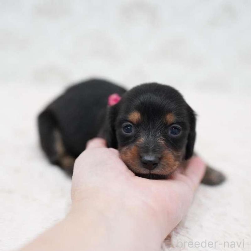 販売中の埼玉県のミニチュアダックスフンド(ロングヘアード)-438327の2枚目