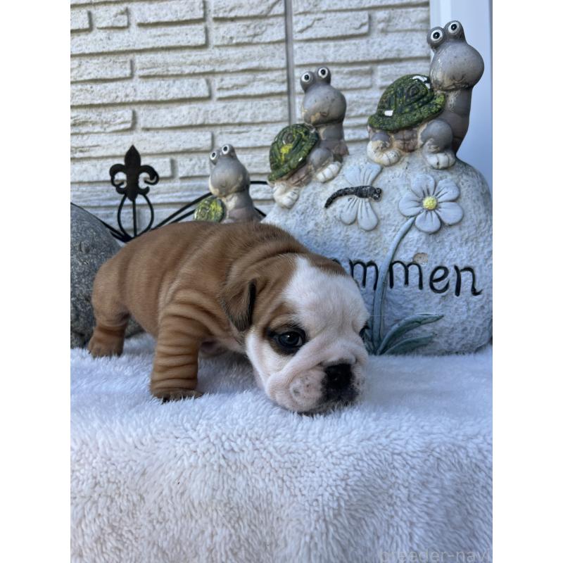 成約済の岡山県のブルドッグ-436554の18枚目