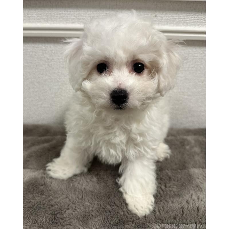 販売中の滋賀県のビションフリーゼ-438328の2枚目