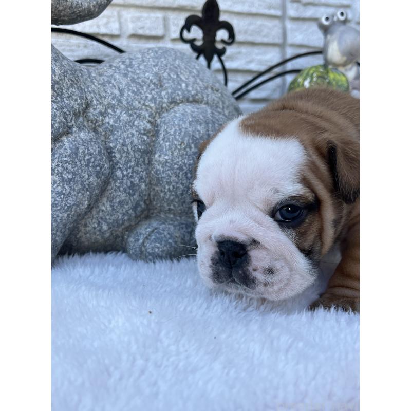 成約済の岡山県のブルドッグ-436554の16枚目