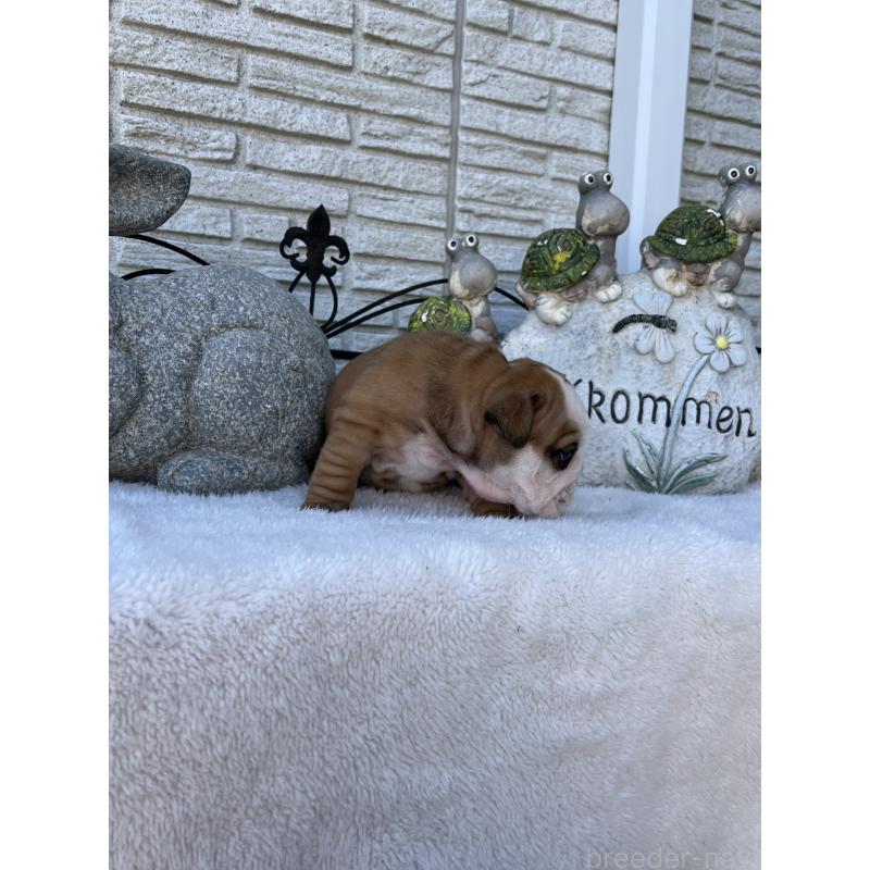 成約済の岡山県のブルドッグ-436554の15枚目