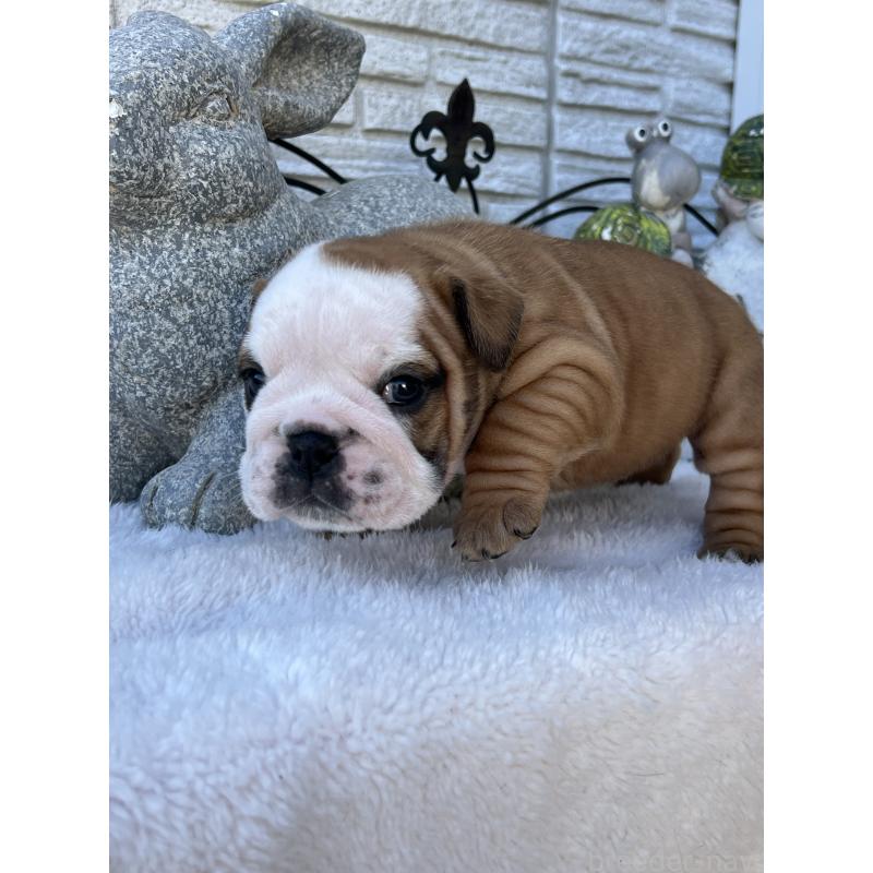 成約済の岡山県のブルドッグ-436554の14枚目