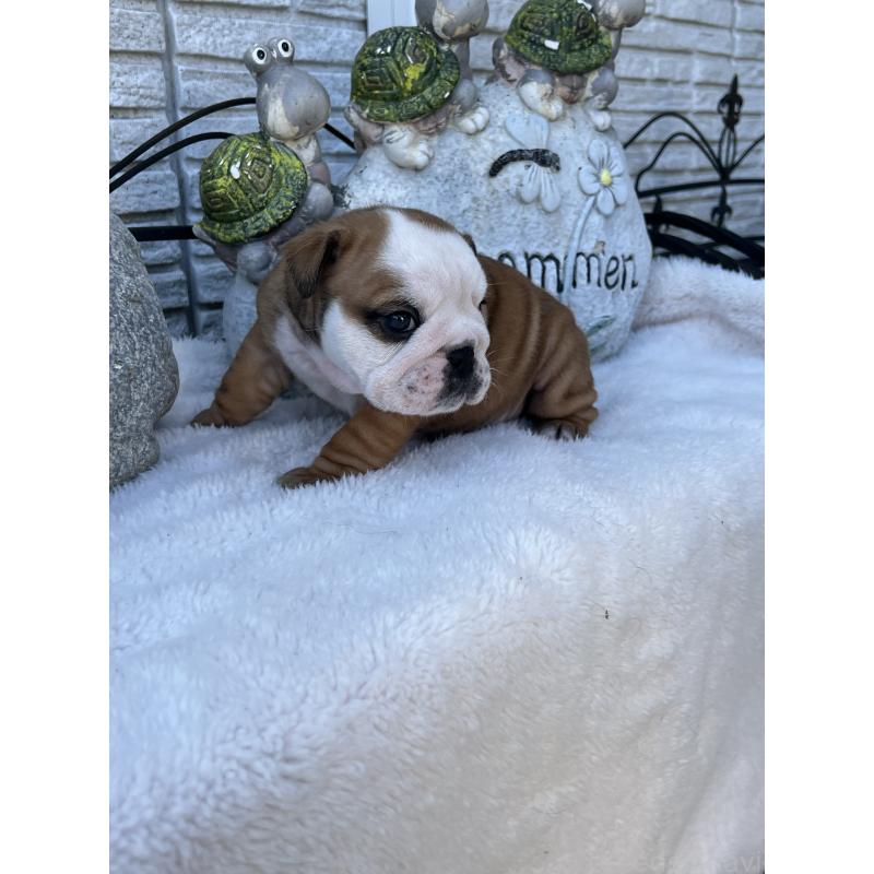 成約済の岡山県のブルドッグ-436554の13枚目