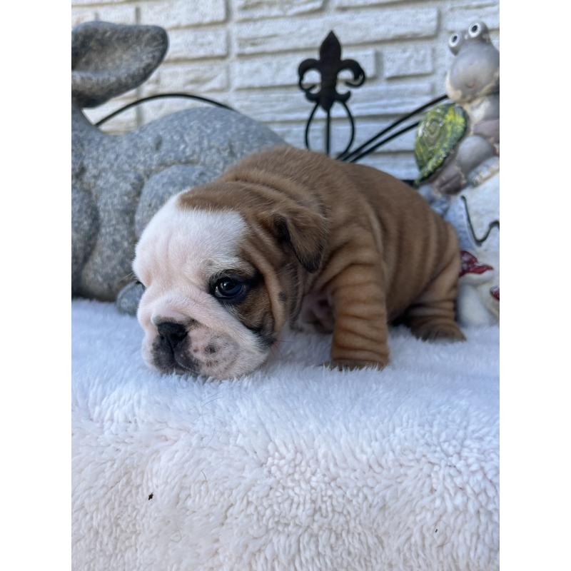 成約済の岡山県のブルドッグ-436554の11枚目