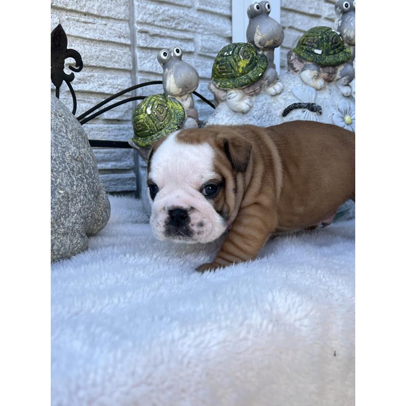 成約済の岡山県のブルドッグ-436554の9枚目