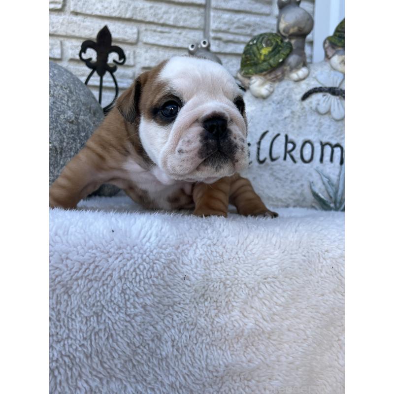 成約済の岡山県のブルドッグ-436554の6枚目