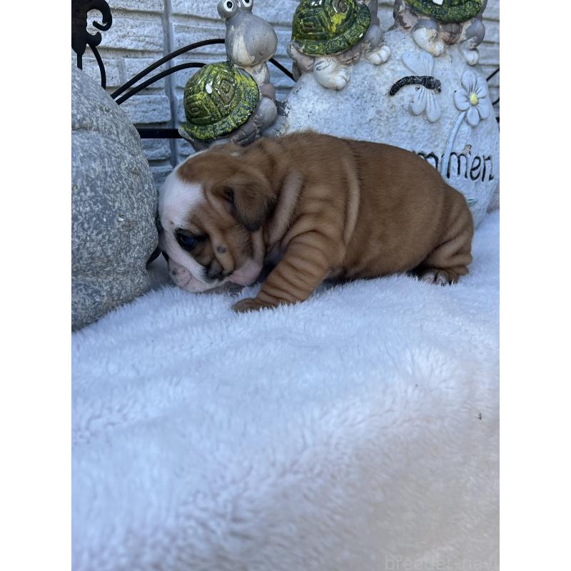 成約済の岡山県のブルドッグ-436554の4枚目