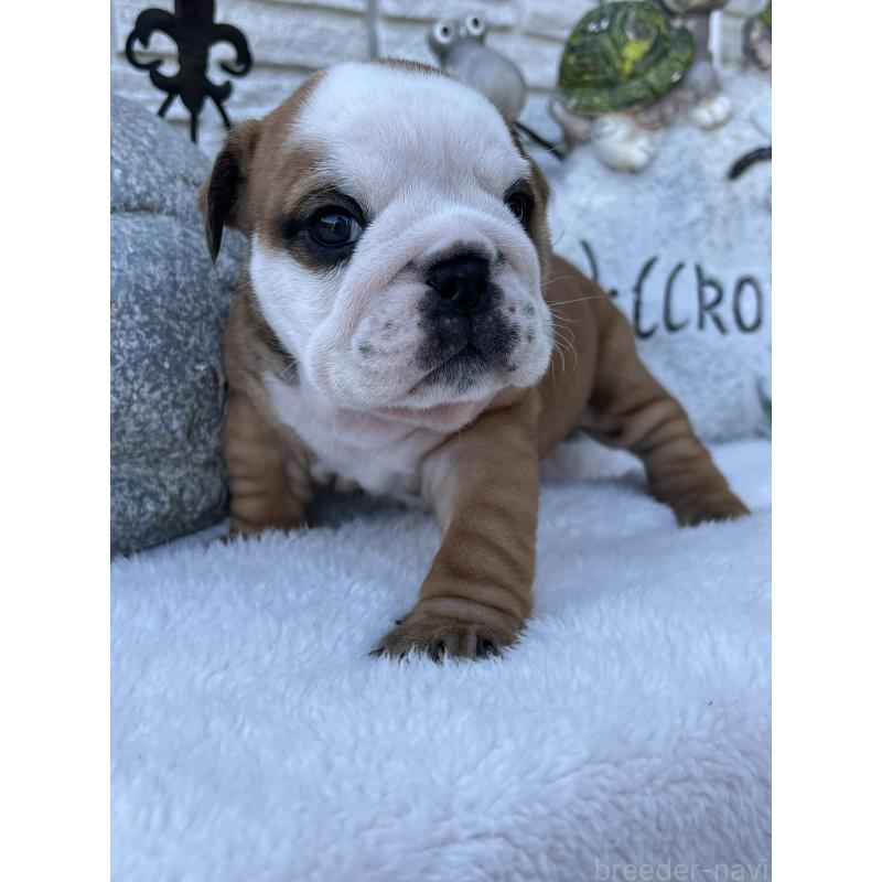 成約済の岡山県のブルドッグ-436554の3枚目