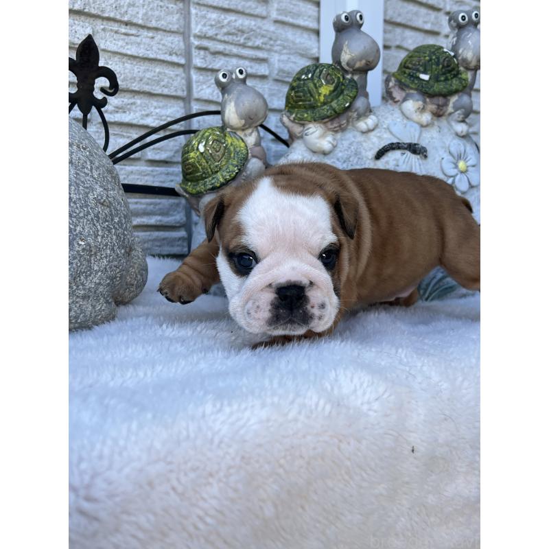 成約済の岡山県のブルドッグ-436554の2枚目