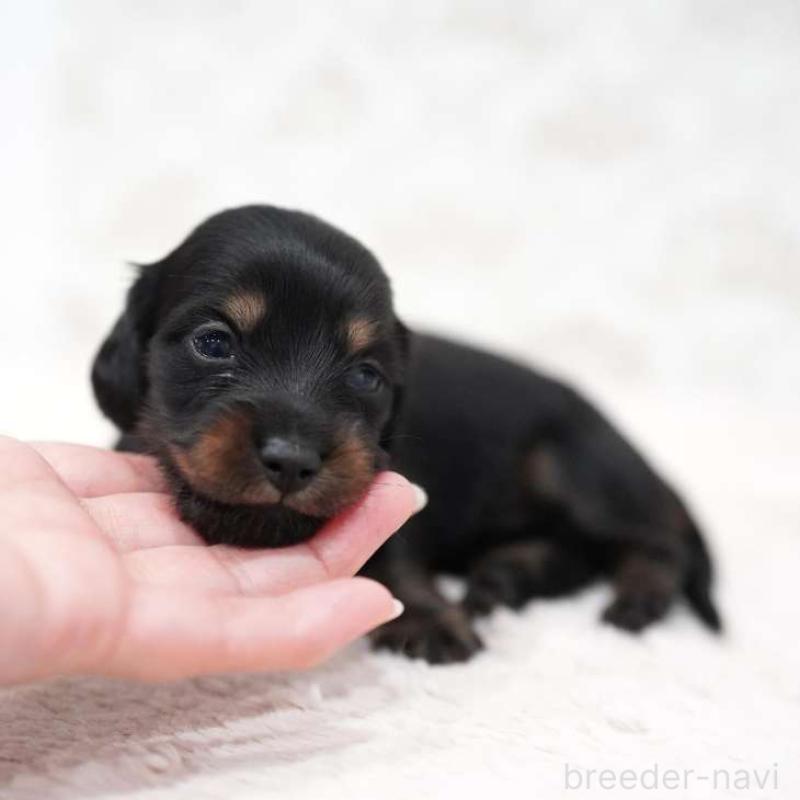 販売中の埼玉県のミニチュアダックスフンド(ロングヘアード)-438329