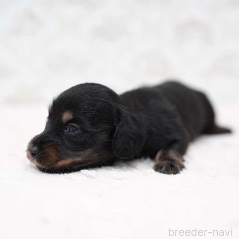 販売中の埼玉県のミニチュアダックスフンド(ロングヘアード)-438329の3枚目