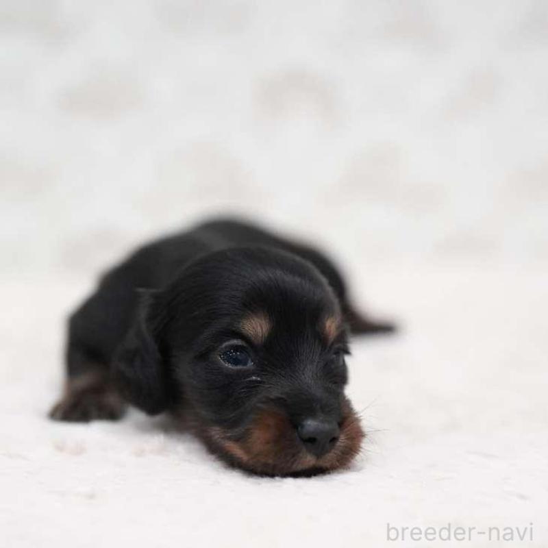 販売中の埼玉県のミニチュアダックスフンド(ロングヘアード)-438329の2枚目