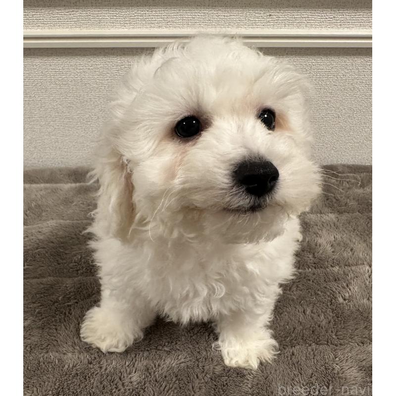 販売中の滋賀県のビションフリーゼ-438330の3枚目