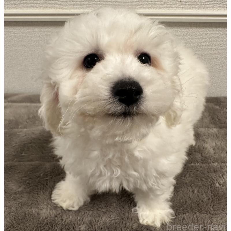 販売中の滋賀県のビションフリーゼ-438330の2枚目