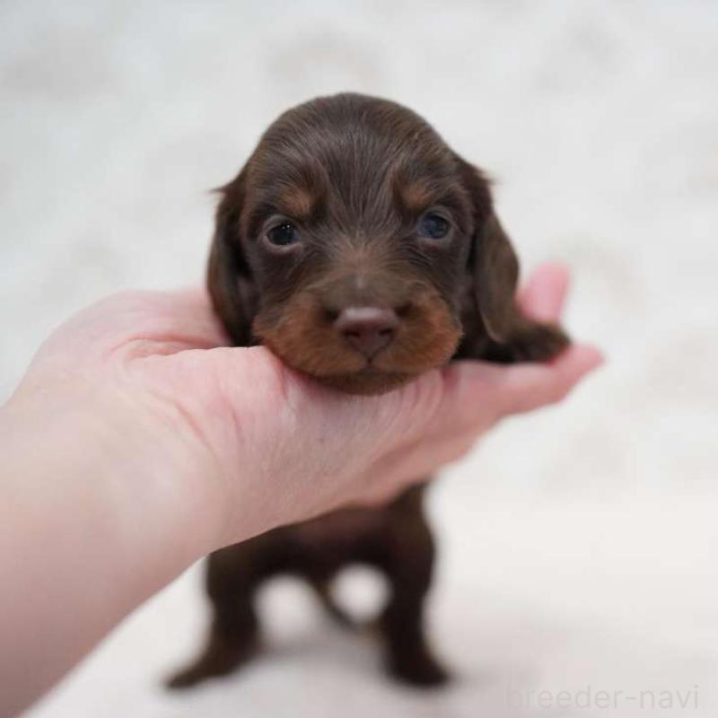 販売中の埼玉県のミニチュアダックスフンド(ロングヘアード)-438331
