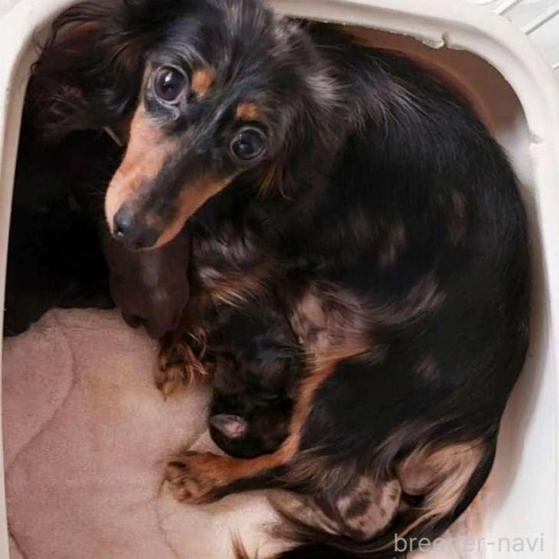 販売中の埼玉県のミニチュアダックスフンド(ロングヘアード)-438331の3枚目