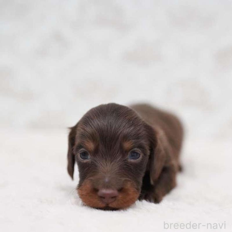 販売中の埼玉県のミニチュアダックスフンド(ロングヘアード)-438331の2枚目