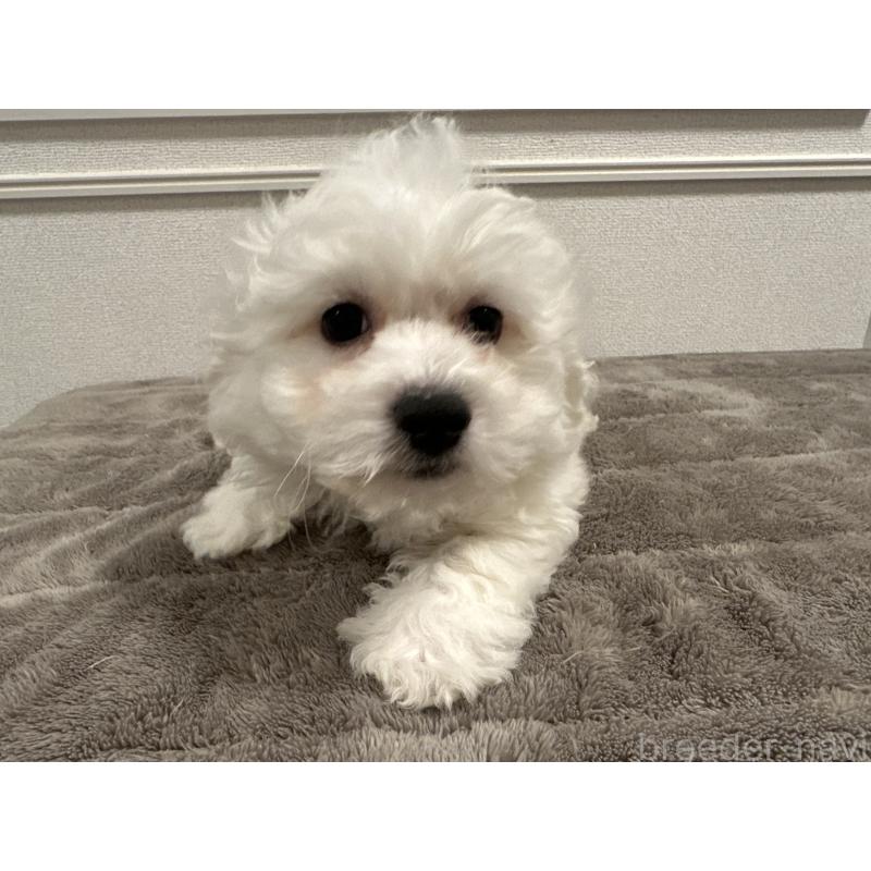 販売中の滋賀県のビションフリーゼ-438333の3枚目