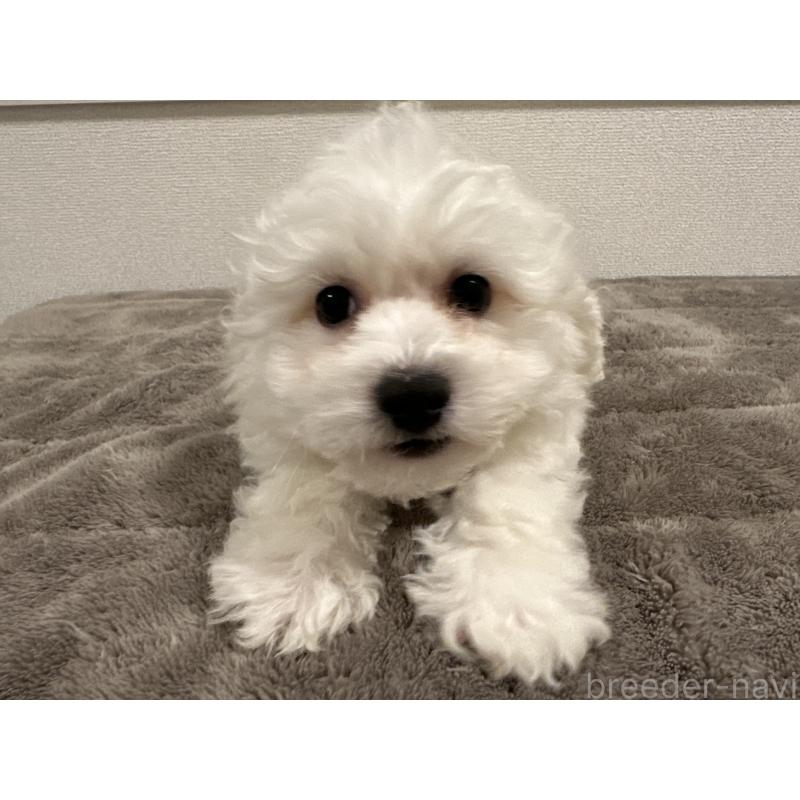 販売中の滋賀県のビションフリーゼ-438333の2枚目