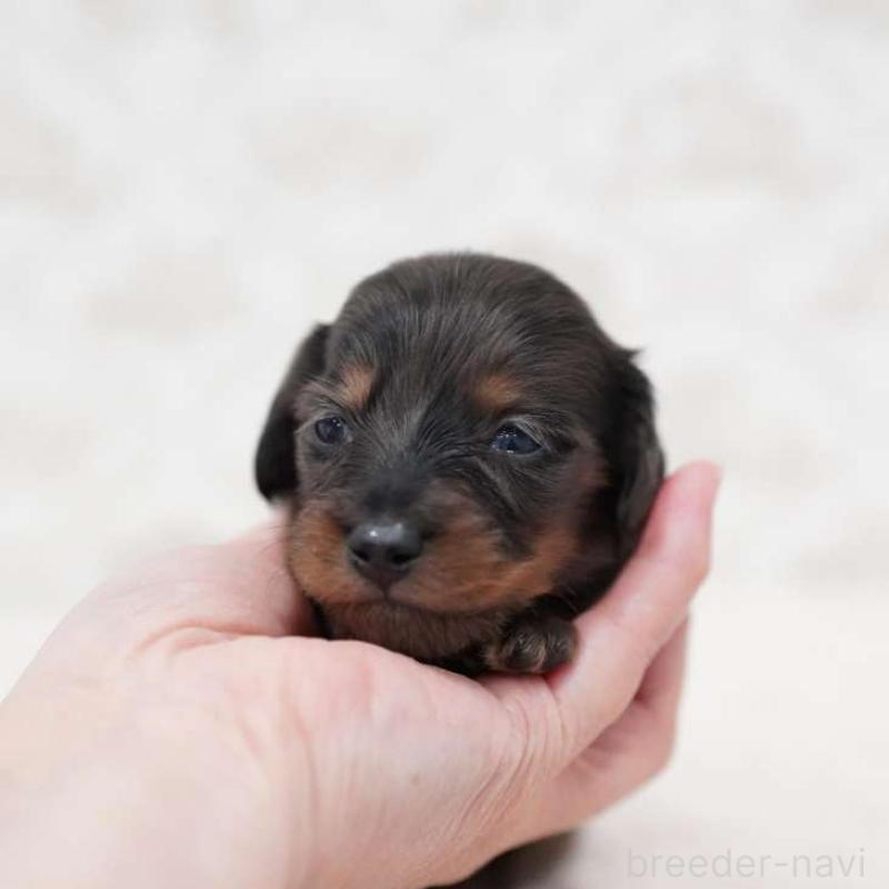 販売中の埼玉県のミニチュアダックスフンド(ロングヘアード)-438334