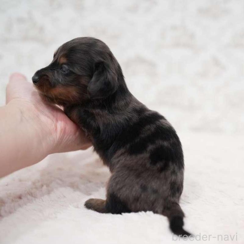 販売中の埼玉県のミニチュアダックスフンド(ロングヘアード)-438334の4枚目