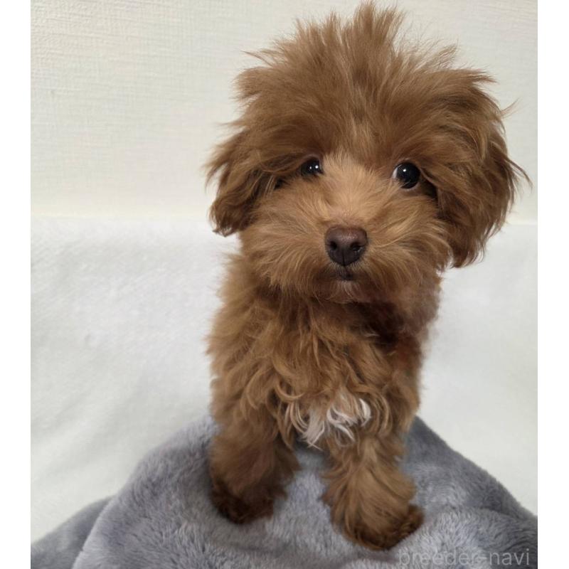 成約済の福岡県のマルプー:マルチーズ×トイプードル-414868の3枚目