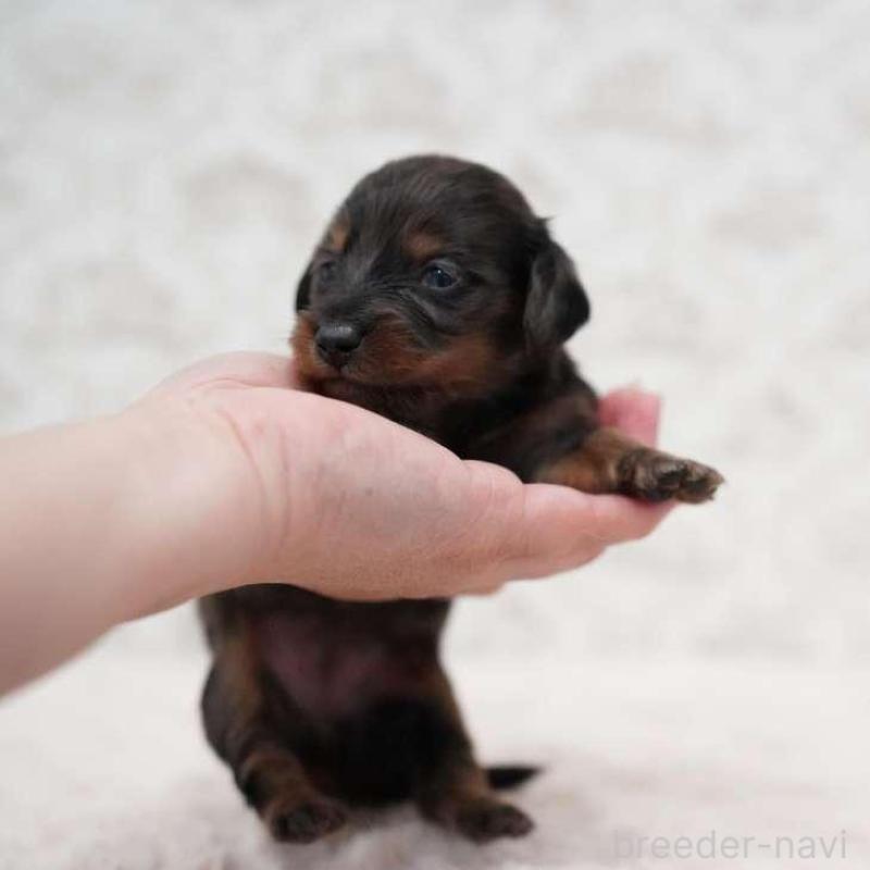 販売中の埼玉県のミニチュアダックスフンド(ロングヘアード)-438334の2枚目