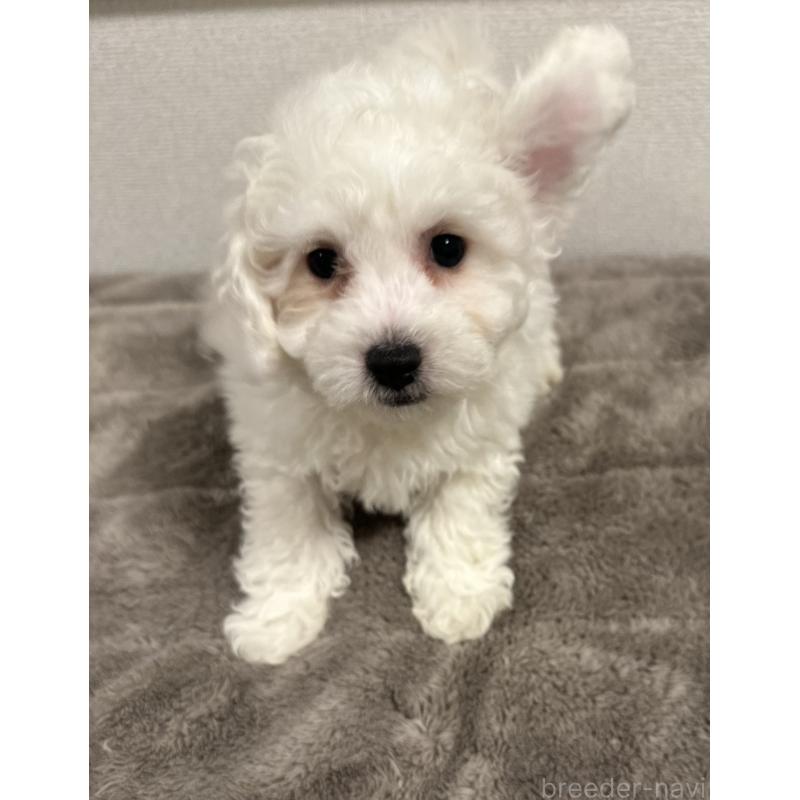 販売中の滋賀県のビションフリーゼ-438335の3枚目